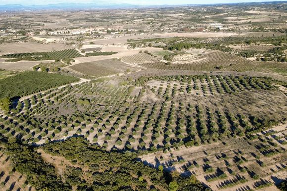 Finca de secà amb oliveres i cabana de volta — foto 4