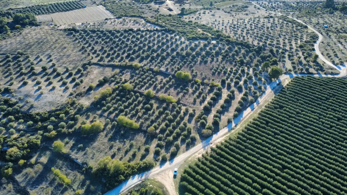 Finca de secà amb oliveres i cabana de volta — foto 1