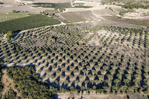 Finca de secà amb oliveres i cabana de volta — foto 5