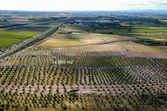 Finca de regadiu amb oliveres, a 2 km del poble — foto 3