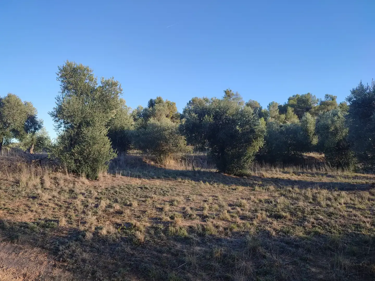 Finca de 34 hectàrees amb oliveres i torre — foto 1