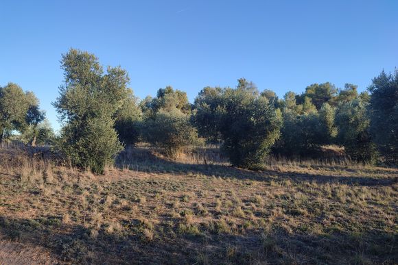 Finca de 34 hectàrees amb oliveres i torre — Juncosa