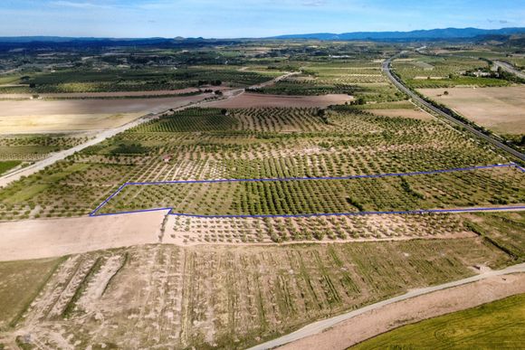 Finca de regadiu amb oliveres, a 2 km del poble — foto 4