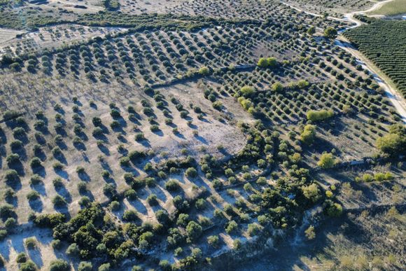 Finca de secà amb oliveres i cabana de volta — foto 3