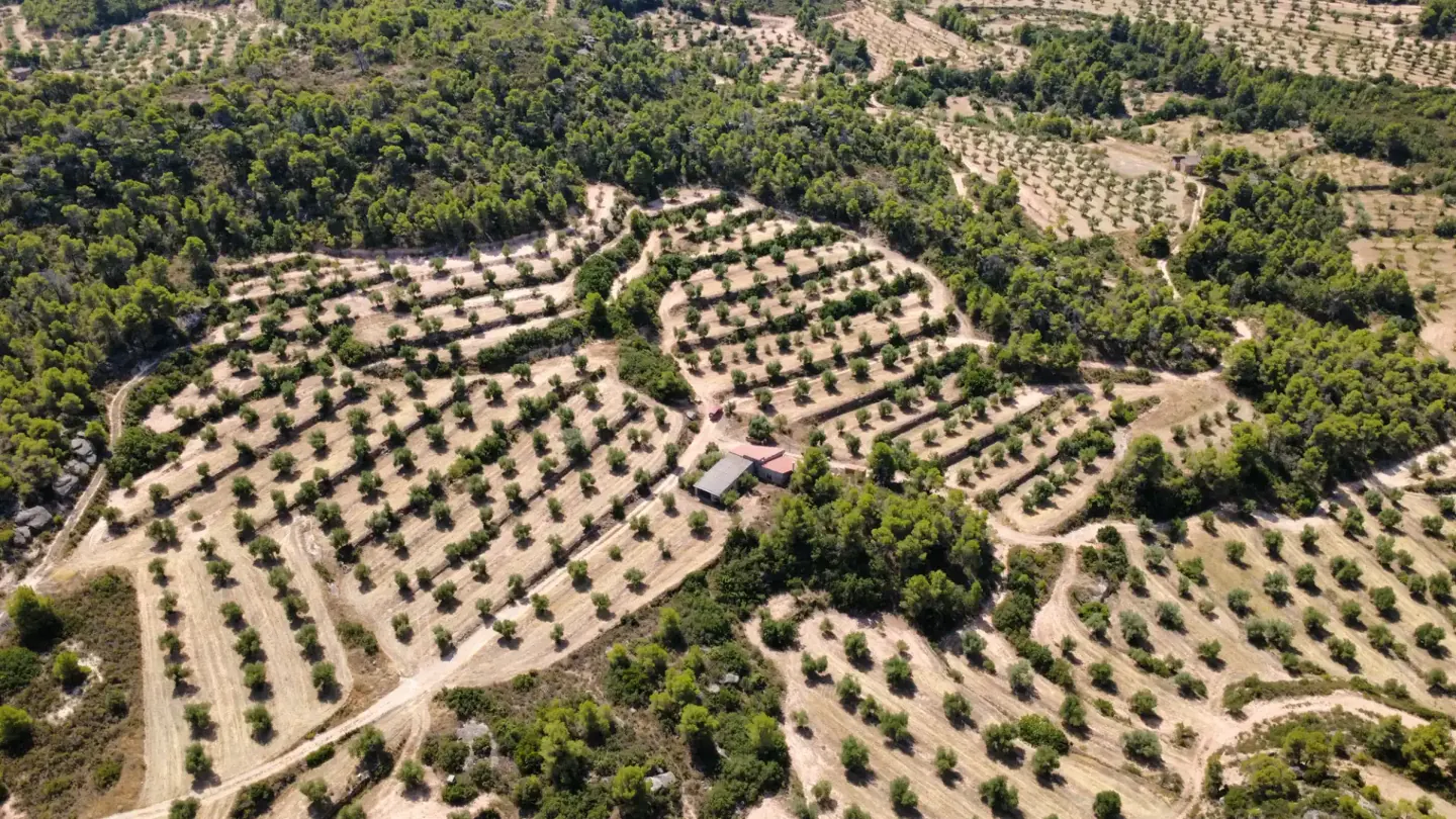 Vista aèria d'una finca d'oliveres en venda a Juncosa, Les Garrigues