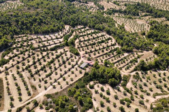 Finca d'oliveres amb xalet de camp — Juncosa